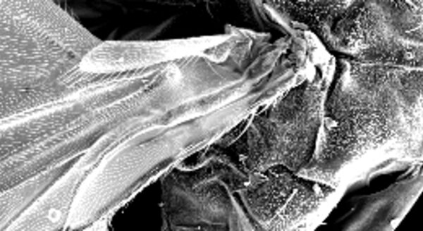 CRB GmbH | Generación de imágenes en microscopio electrónico de barrido | © CRB Analysis Service GmbH